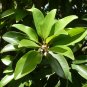 Sapodilla Manilkara zapota 10 Seeds