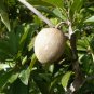 Sapodilla Manilkara zapota 10 Seeds
