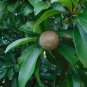 Sapodilla Manilkara zapota 10 Seeds
