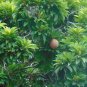 Sapodilla Manilkara zapota 10 Seeds