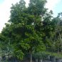 Sapodilla Manilkara zapota 10 Seeds