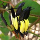 Black Coral Pea Kennedia nigricans 10 Seeds Black Coral Pea Kennedia nigricans 10 Seeds