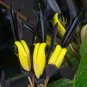 Black Coral Pea Kennedia nigricans 10 Seeds
