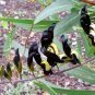 Black Coral Pea Kennedia nigricans 10 Seeds