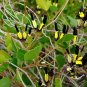 Black Coral Pea Kennedia nigricans 10 Seeds