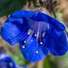 California Bluebell Phacelia campanularia 100 Seeds California Bluebell Phacelia campanularia 100 Seeds