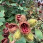 Annatto 100 Seeds Lipstick Tree Bixa orellana