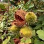 Annatto 100 Seeds Lipstick Tree Bixa orellana
