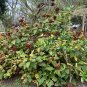Annatto 100 Seeds Lipstick Tree Bixa orellana
