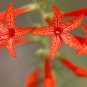 Standing Cypress 100 Seeds Scarlet Gilia Ipomopsis rubra