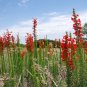 Standing Cypress 100 Seeds Scarlet Gilia Ipomopsis rubra