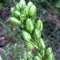 Standing Cypress 100 Seeds Scarlet Gilia Ipomopsis rubra