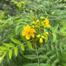Privet Senna Wildflower Senna ligustrina 20 Seeds