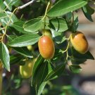 Jujube Chinese Date Ziziphus Jujuba 20 Seeds Jujube Chinese Date Ziziphus Jujuba 20 Seeds