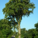 American Elm Ulmus americana 100 Seeds American Elm Ulmus americana 100 Seeds