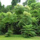 Devil's Walking Stick Aralia Spinosa 100 Seeds Devil's Walking Stick Aralia Spinosa 100 Seeds