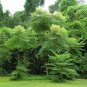 Devil's Walking Stick Aralia Spinosa 100 Seeds