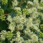 Devil's Walking Stick Aralia Spinosa 100 Seeds