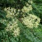 Devil's Walking Stick Aralia Spinosa 100 Seeds