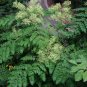Devil's Walking Stick Aralia Spinosa 100 Seeds