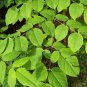 Devil's Walking Stick Aralia Spinosa 100 Seeds