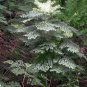Devil's Walking Stick Aralia Spinosa 100 Seeds