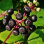 Devil's Walking Stick Aralia Spinosa 100 Seeds