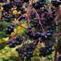 Devil's Walking Stick Aralia Spinosa 100 Seeds