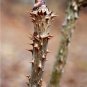 Devil's Walking Stick Aralia Spinosa 100 Seeds