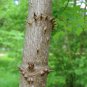 Devil's Walking Stick Aralia Spinosa 100 Seeds