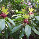 Daphniphyllum  5 Seeds  Daphniphyllum macropodum