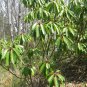 Daphniphyllum 5 Seeds Daphniphyllum macropodum