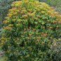 Daphniphyllum 5 Seeds Daphniphyllum macropodum