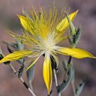 Giant Blazingstar Mentzelia laevicaulis 10 Seeds
