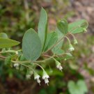 Deerberry Vaccinium stamineum 100 Seeds