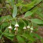 Deerberry Vaccinium stamineum 100 Seeds
