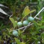 Deerberry Vaccinium stamineum 100 Seeds