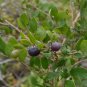 Deerberry Vaccinium stamineum 100 Seeds