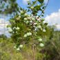 Deerberry Vaccinium stamineum 100 Seeds