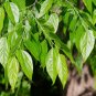 Sugarberry Hackberry Celtis laevigata 20 Seeds