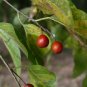 Sugarberry Hackberry Celtis laevigata 20 Seeds