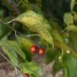 Sugarberry Hackberry Celtis laevigata 20 Seeds
