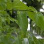 Sugarberry Hackberry Celtis laevigata 20 Seeds