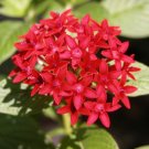 Red Pentas  Star Flower  Pentas lanceolata  25 Seeds