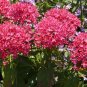 Red Pentas Star Flower Pentas lanceolata 25 Seeds
