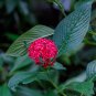 Red Pentas Star Flower Pentas lanceolata 25 Seeds