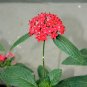 Red Pentas Star Flower Pentas lanceolata 25 Seeds