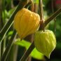 Goldenberry Physalis peruviana 100 Seeds