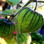 Goldenberry Physalis peruviana 100 Seeds