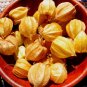 Goldenberry Physalis peruviana 100 Seeds